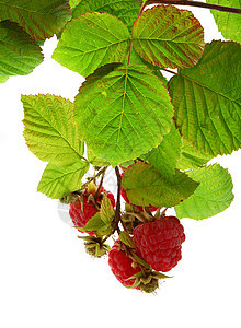 树枝上的草莓收成生长生活季节园艺植物覆盆子浆果叶子花园图片