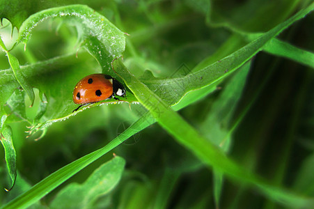 树叶上的青草昆虫小腿点点滴滴动物学生物学背景图片