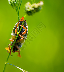 may bug 中植物甲虫天线季节野生动物爪子臭虫昆虫生活宏观图片