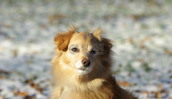 诗人奇科忠诚小狗宠物朋友动物哺乳动物犬类毛皮伴侣棕色图片