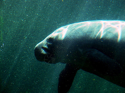 Manatee 纵向游泳野生动物水族馆动物濒危物种哺乳动物荒野图片