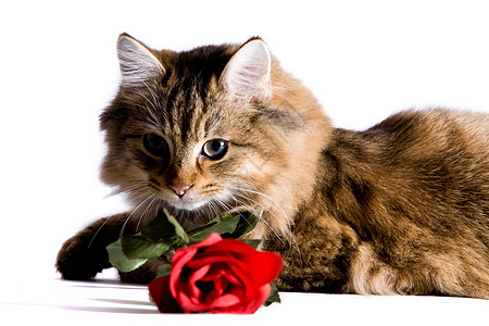 带着玫瑰的年轻猫图片