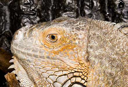 Iguana 蜥蜴动物眼睛鬣蜥爬虫宠物爬行动物热带生物蜥蜴人脊椎动物图片