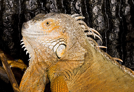 Iguana 蜥蜴动物野生动物生物女性鬣蜥脊椎动物眼睛爬虫爬行动物热带图片