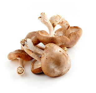 蘑菇棕色愈合生产培育异国白色康复情调蔬菜药品图片