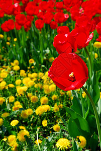 红春郁金香花园院子灯泡花朵草地植物学生长后院晴天公园图片
