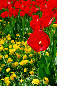 红春郁金香花园院子灯泡花朵草地植物学生长后院晴天公园背景图片