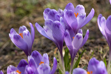 紫花曲子园艺紫色植物群图片