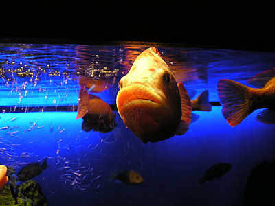 水族馆里的鱼图片