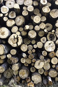 森林产品的制制备材料日志柴堆资源木材背景图片
