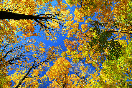 瀑布树森林树梢树叶阳光天篷橙子晴天风景荒野季节图片