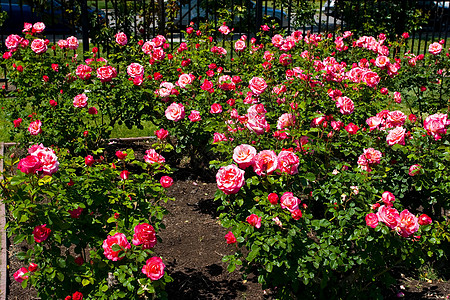 玫瑰果园灌木民众修剪拉丁大街市政花园花瓣船尾图片