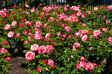 玫瑰花园花瓣民众大街果园修剪灌木市政拉丁船尾图片