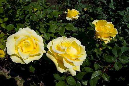 玫瑰拉丁花瓣灌木民众大街市政花园修剪果园船尾图片