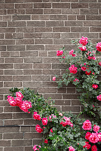 砖墙上的玫瑰灰色花园植物学建筑分支机构砖块植物植物群红色角落背景图片