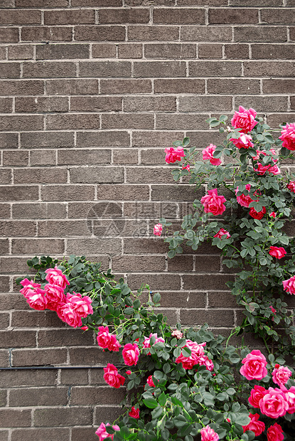 砖墙上的玫瑰灰色花园植物学建筑分支机构砖块植物植物群红色角落图片