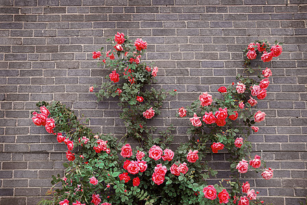 砖墙上的玫瑰园艺灰色植物红色粉色房子建筑植物学植物群花园图片