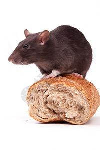 大鼠哺乳动物动物棕色灰色面包尾巴白色晶须宠物好奇心图片
