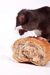 大鼠头发棕色尾巴面包眼睛动物宠物哺乳动物鼻子晶须图片
