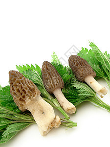 Morel 蘑菇食物营养季节菌类荨麻植物群绿色白色植物海绵图片