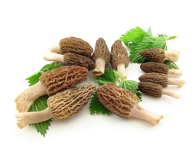 蘑菇海绵绿色菌类美味食物季节植物群营养植物荨麻图片