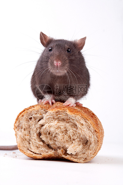 大鼠宠物棕色尾巴头发鼻子晶须哺乳动物老鼠耳朵灰色图片