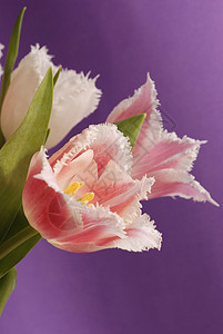 Tullip 郁金花束花瓣宏观叶子紫色粉色图片