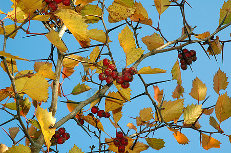 的果实刷子叶子衬套水果浆果花园荒野药品天空公园图片