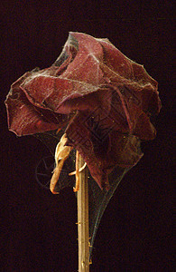死玫瑰黑色蛛网蜘蛛植物红色图片