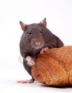 大鼠面包眼睛棕色爪子晶须白色灰色头发好奇心宠物图片