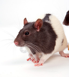 大鼠好奇心鼻子毛皮耳朵哺乳动物棕色眼睛尾巴晶须白色图片