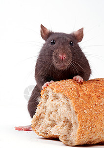 大鼠晶须好奇心白色爪子尾巴面包老鼠头发棕色耳朵图片