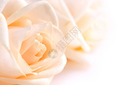 油面玫瑰花植物婚礼压痛宏观中心柔软度花瓣投标夫妻女人味图片