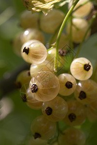 白花纹绿色花园枝条食物植物群水果叶子白色图片