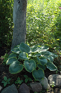 The hosta 比萨兹图片