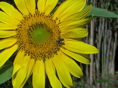 蜜蜂授粉树木花束花园花瓣植物黄花动物昆虫图片