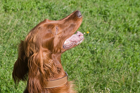 康特看它的主人宠物衣领活动牙齿绿色猎犬粉色红色犬类草地图片