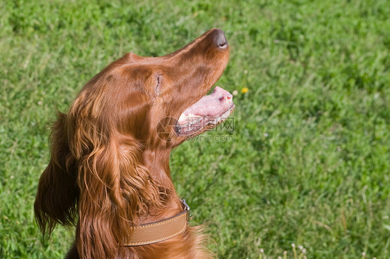 康特看它的主人宠物衣领活动牙齿绿色猎犬粉色红色犬类草地图片