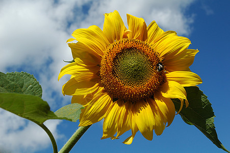 向日向阳光天空植物蓝色绿色乡村黄色雏菊喜悦农业图片