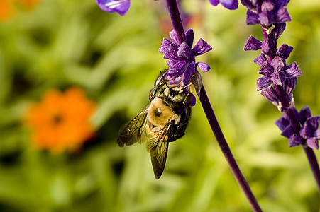 宏摄影环境保护活力对象部分植物自然水平紫色蜜蜂纹理图片
