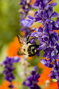 宏摄影蜜蜂对象环境保护紫色活力植物绿色纹理花瓣颜色图片