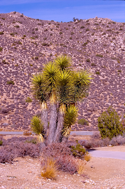 约书亚树岩石短叶衬套森林扇子沙漠公园平原国家丘陵图片