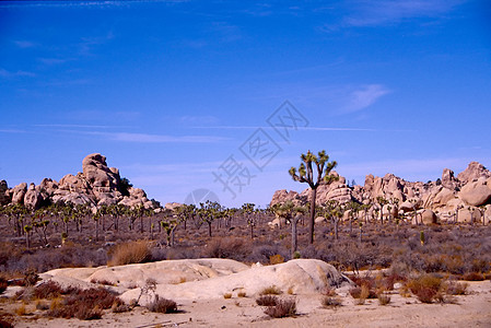 约书亚树短叶花园森林公园岩石远足扇子棕榈丘陵沙漠图片