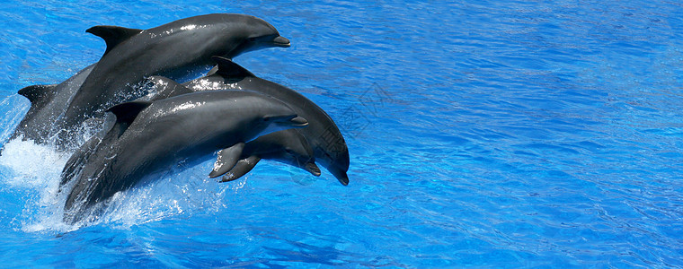 海豚蓝色脚蹼哺乳动物游泳海洋海浪图片