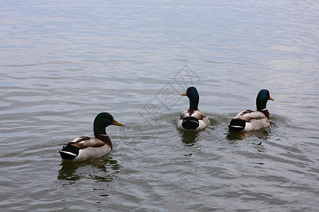 三个鸭子游泳眼睛绿色池塘棕色三重奏白色荒野羽毛野生动物动物图片