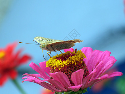 粉红色花朵上的大蝴蝶图片