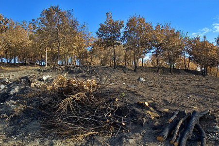 烧掉树干破坏地形灾难地区木头公园自然灾害树木森林环境图片