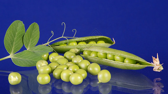绿葡萄干庄稼植物食物小吃后代茶点叶子蔬菜美食豆类生长背景