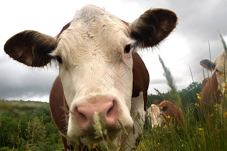 好奇牛群奶牛牧场家畜场地农业白色乐趣八卦农场肉牛图片