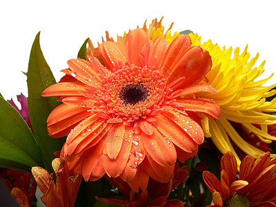 鲜花植物学生长橙子菊花植物花束黄色雏菊图片